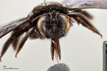 Media type: image;   Entomology 810620 Aspect: head frontal view